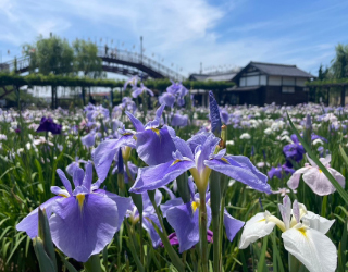 水郷潮来あやめ園