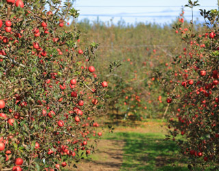 リンゴ畑